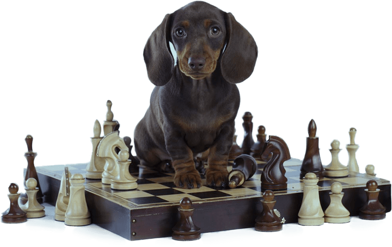 dog-chess